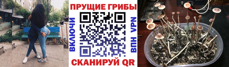 купить наркотик  Красногорск  Псилоцибиновые грибы Cubensis 